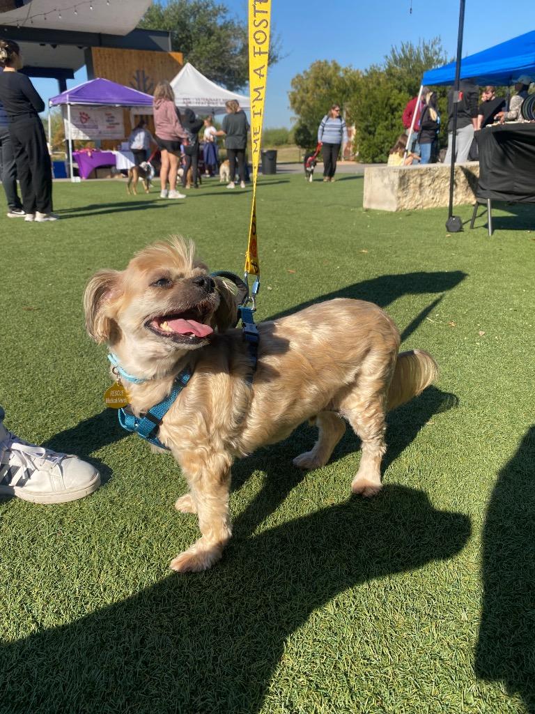 Enlarge Colin Jost, a Adoptable Shih Tzu in College Station, TX image 4/6