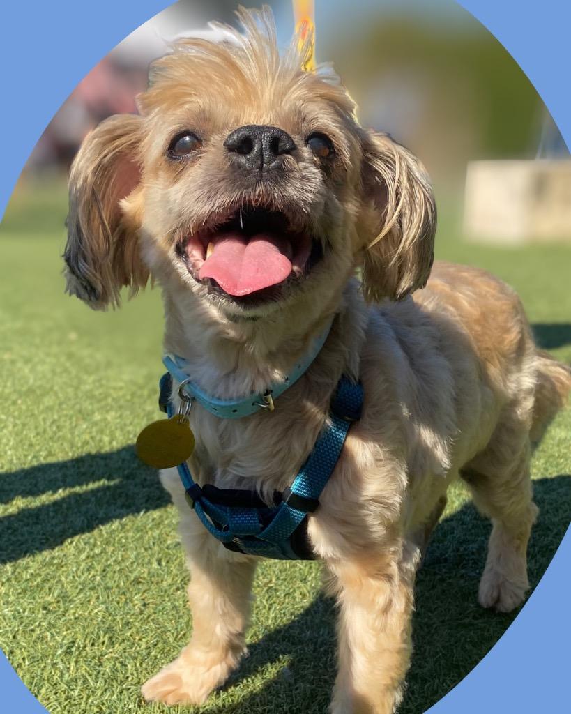Enlarge Colin Jost, a Adoptable Shih Tzu in College Station, TX image 5/6