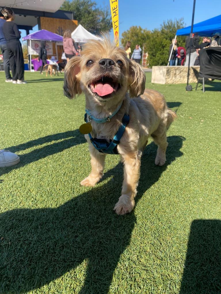 Enlarge Colin Jost, a Adoptable Shih Tzu in College Station, TX image 6/6