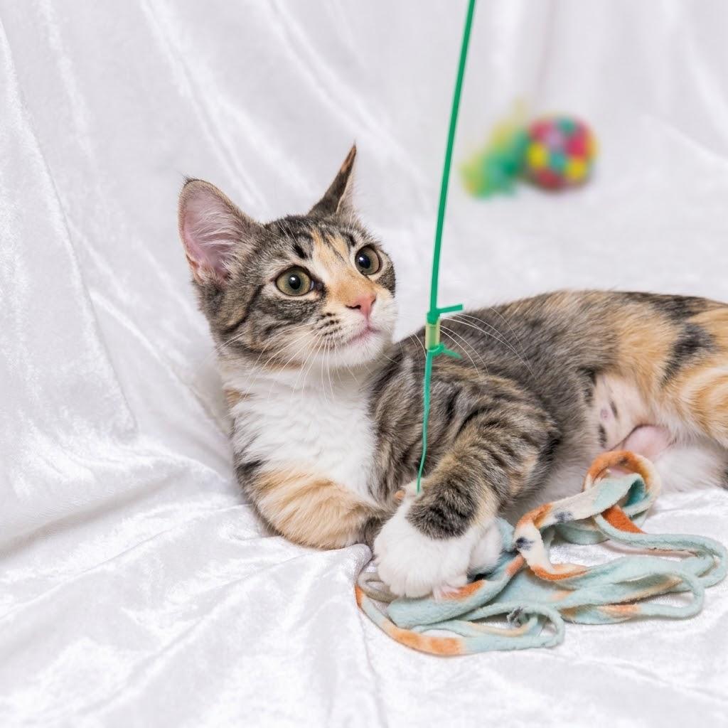 Enlarge Gracie, a Adoptable Domestic Short Hair in Hamburg, NJ image 2/3
