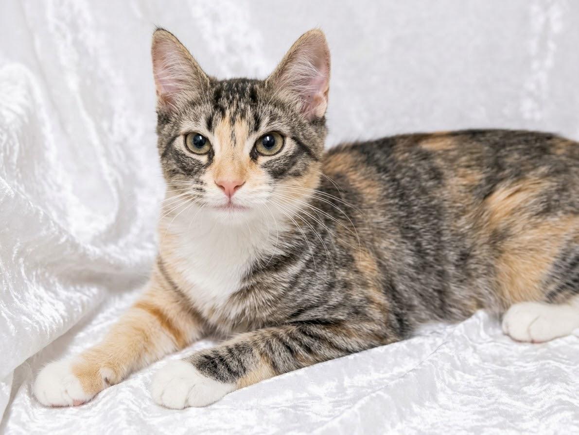 Enlarge Gracie, a Adoptable Domestic Short Hair in Hamburg, NJ image 3/3