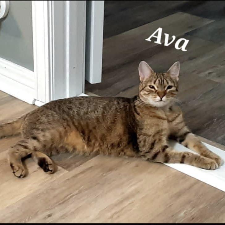 Ava, ADOPTABLE, Young Female Domestic Short Hair.