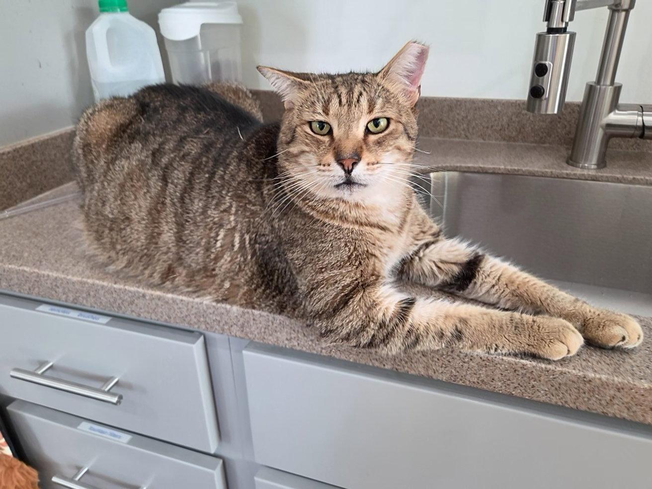 Random, Adoptable, Adult Male Domestic Short Hair & Tabby.