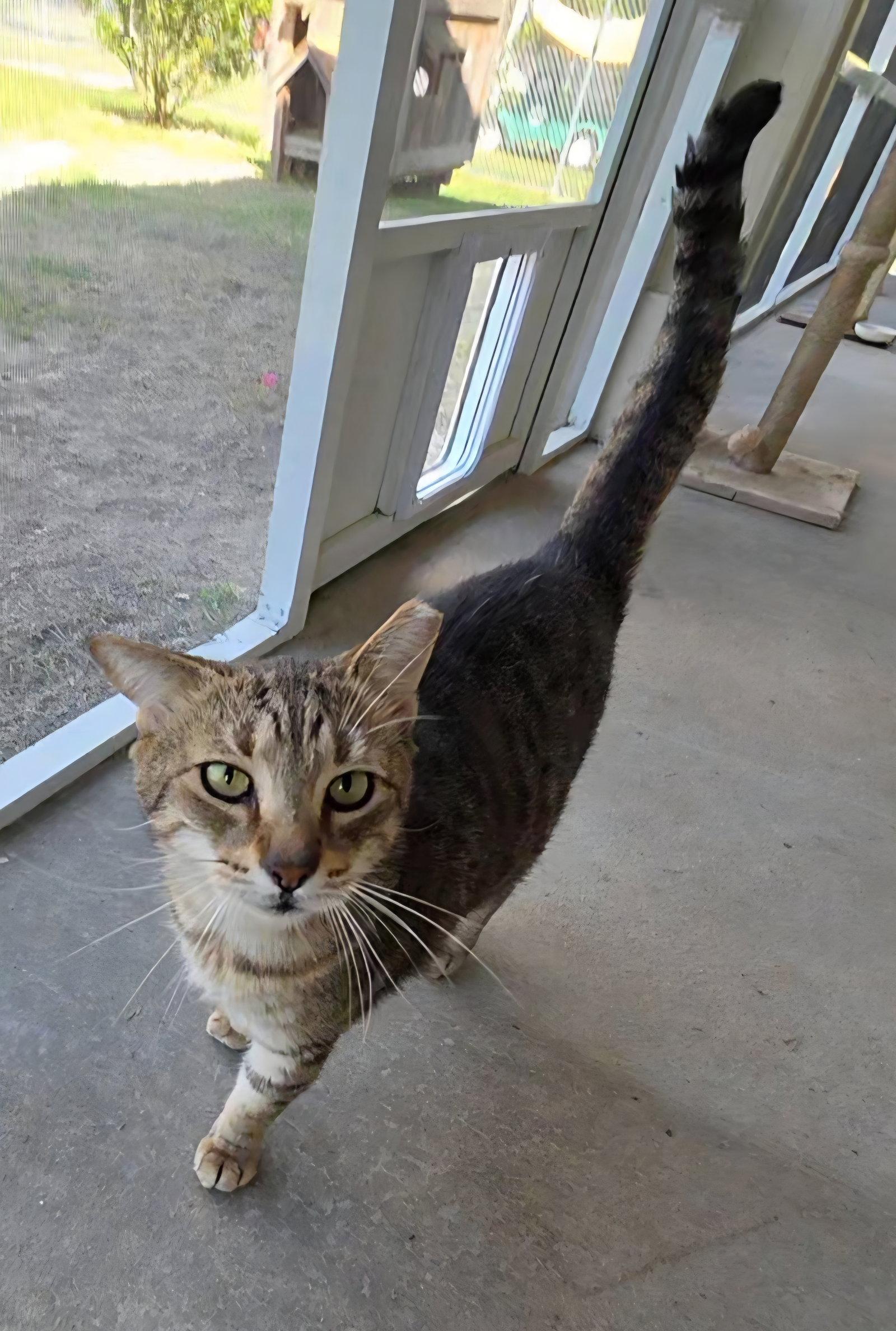 Random, Adoptable, Adult Male Domestic Short Hair & Tabby.