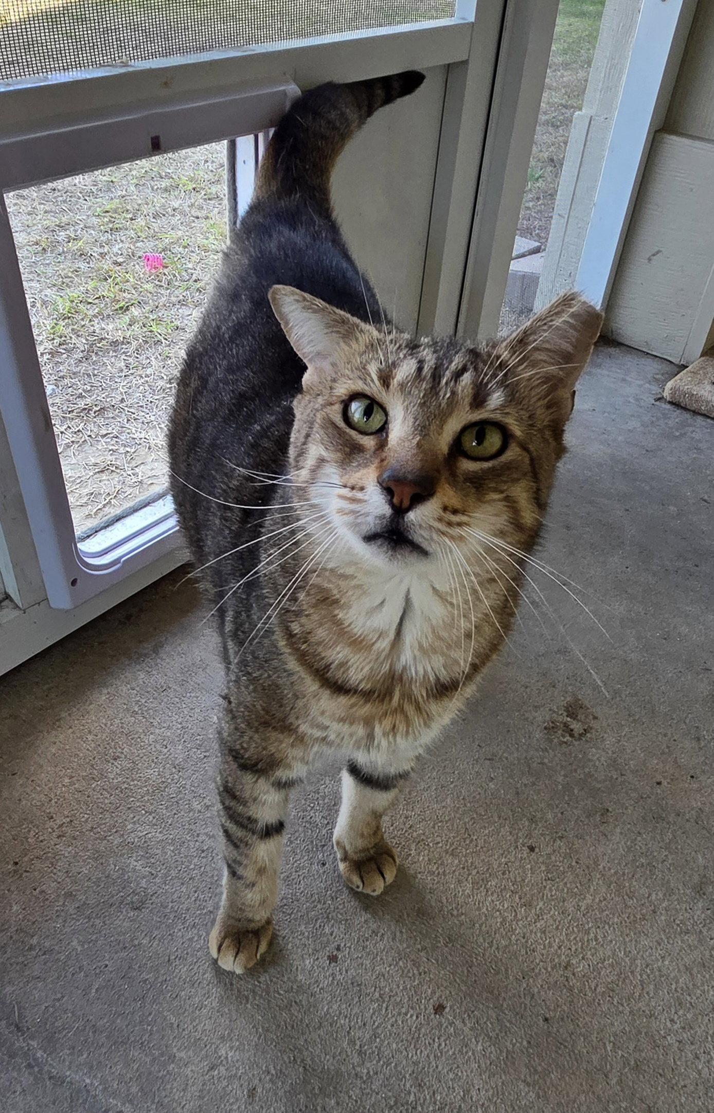 Enlarge Random, a Adoptable mixed breed in Magnolia Springs, AL image 2/3