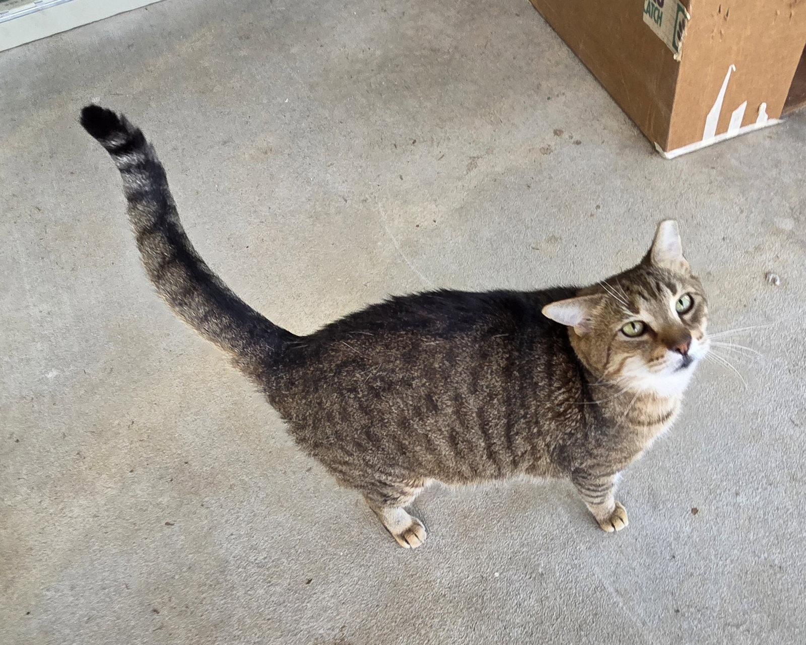 Enlarge Random, a Adoptable mixed breed in Magnolia Springs, AL image 3/3