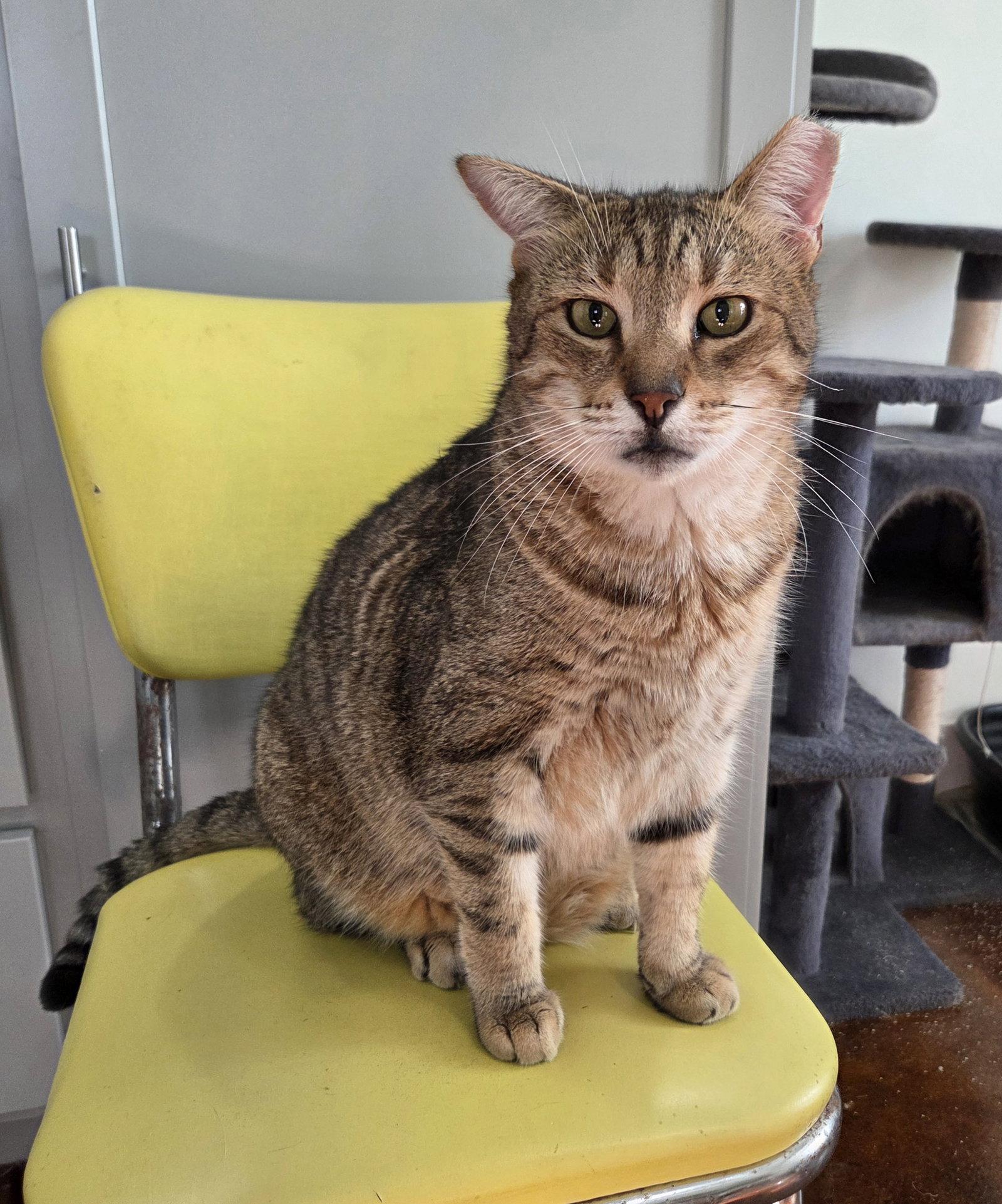 Enlarge Random, a Adoptable mixed breed in Magnolia Springs, AL image 3/3