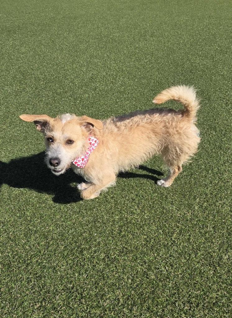 Harvey, Adoptable, Young Male Wirehaired Terrier.