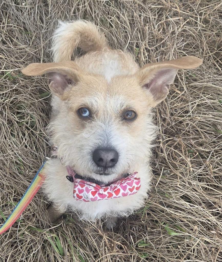 Enlarge Harvey, a Adoptable Wirehaired Terrier in New Orleans, LA image 2/4