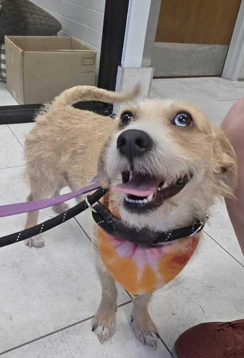 Enlarge Harvey, a Adoptable Wirehaired Terrier in New Orleans, LA image 3/4