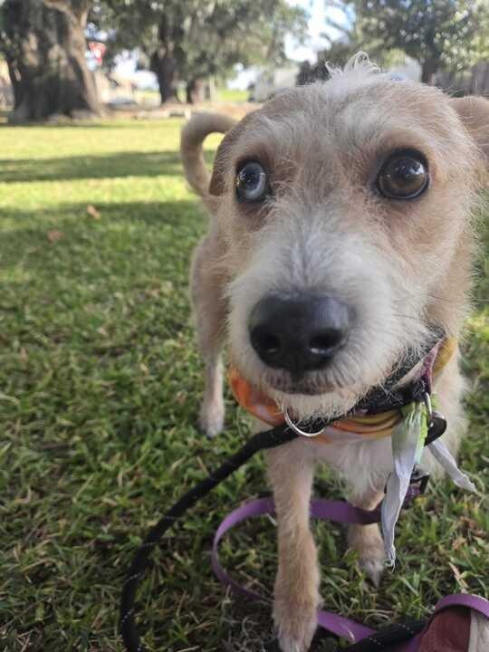 Enlarge Harvey, a Adoptable Wirehaired Terrier in New Orleans, LA image 4/4
