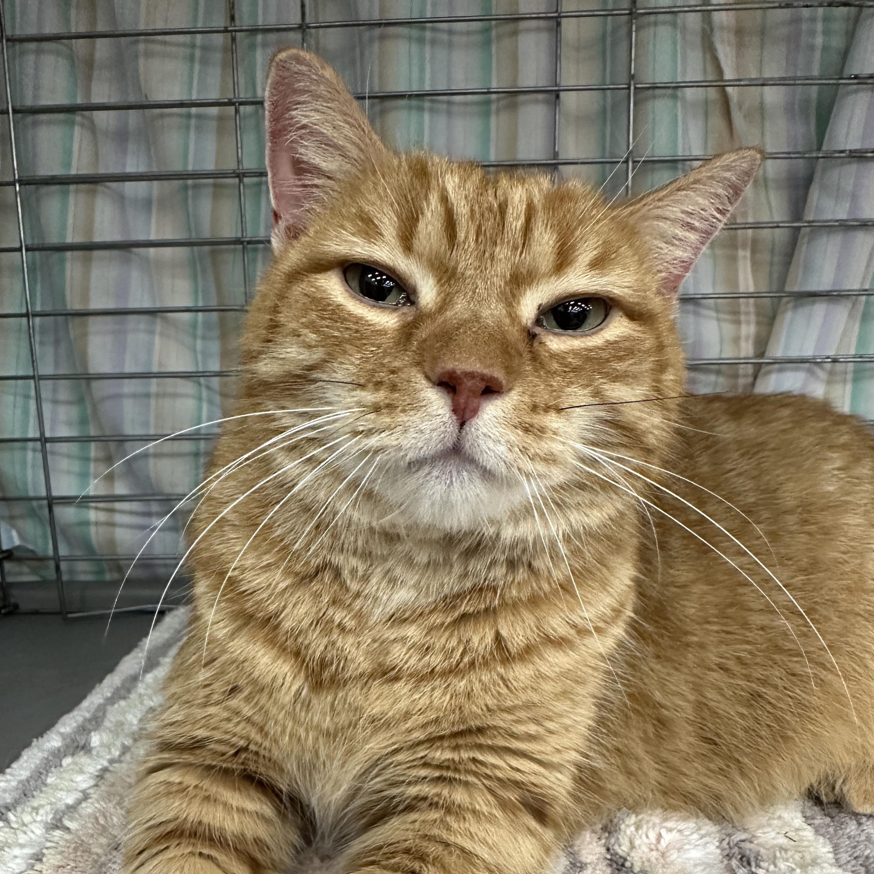 Enlarge Hamilton, a ADOPTABLE Tabby in Baltimore, MD image 5/5