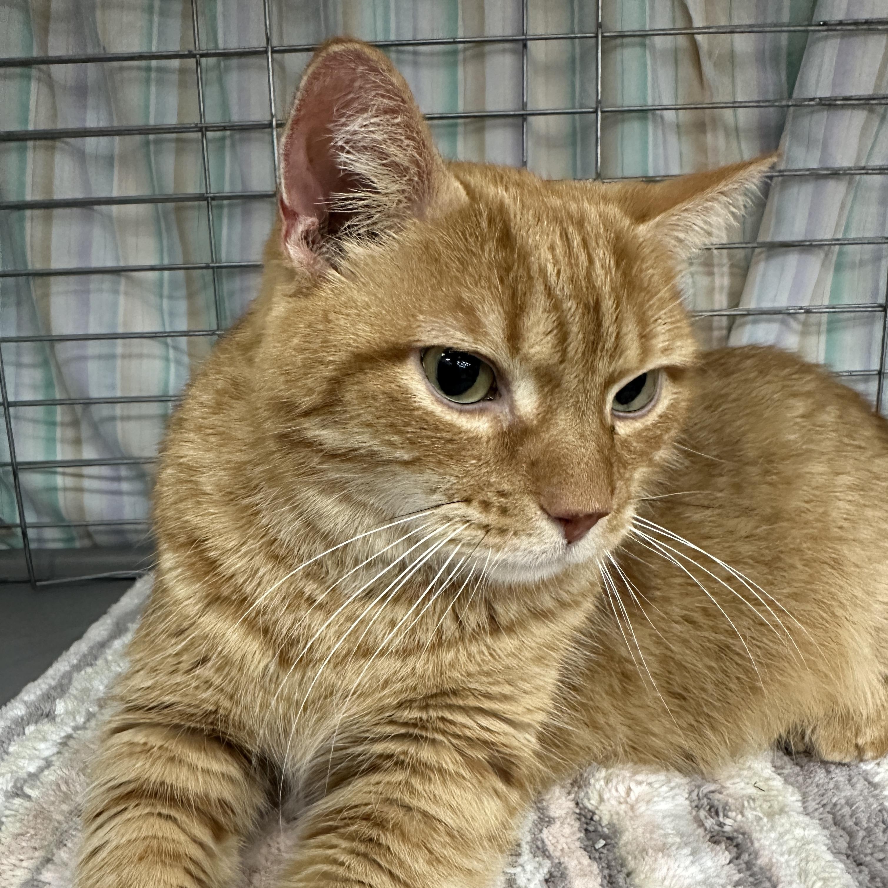 Enlarge Hamilton, a ADOPTABLE Tabby in Baltimore, MD image 4/5