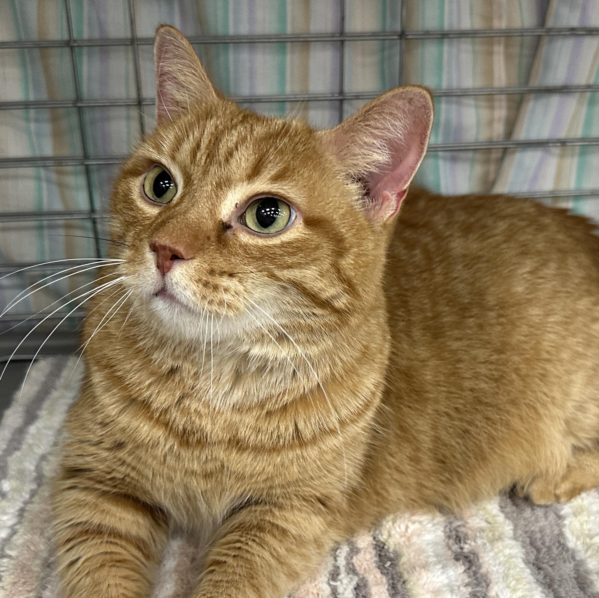Hamilton, ADOPTABLE, Adult Male Tabby.