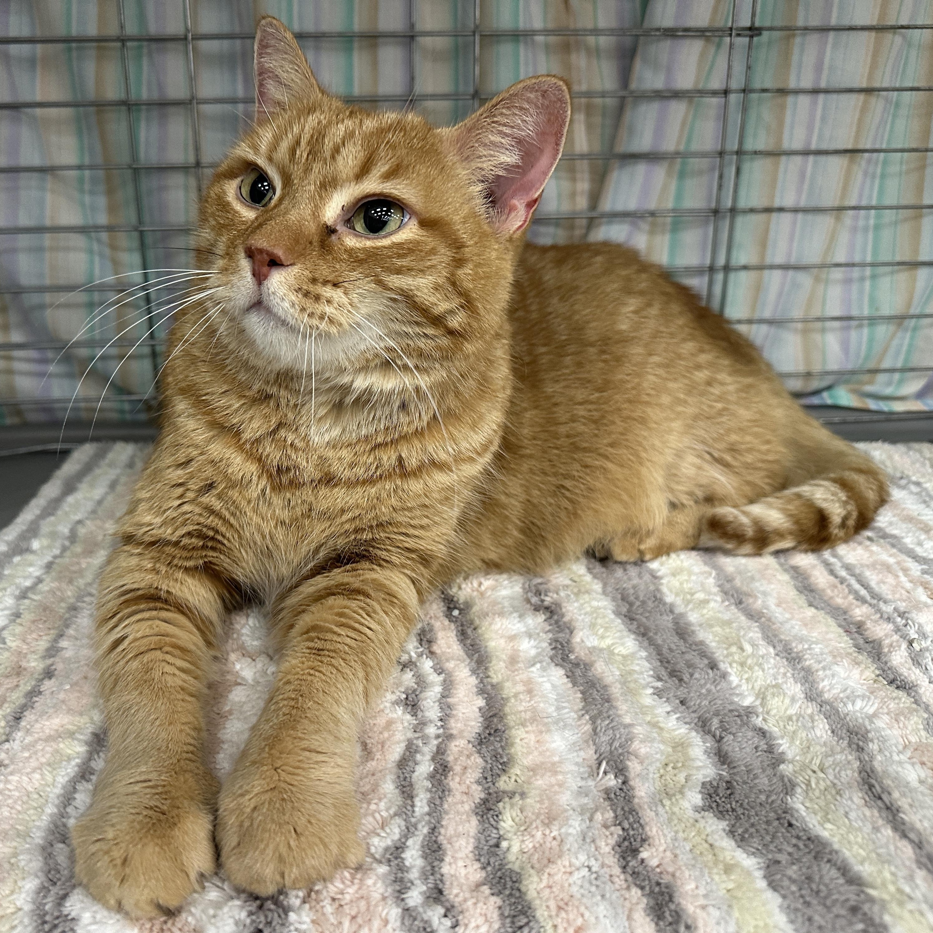 Enlarge Hamilton, a ADOPTABLE Tabby in Baltimore, MD image 3/5