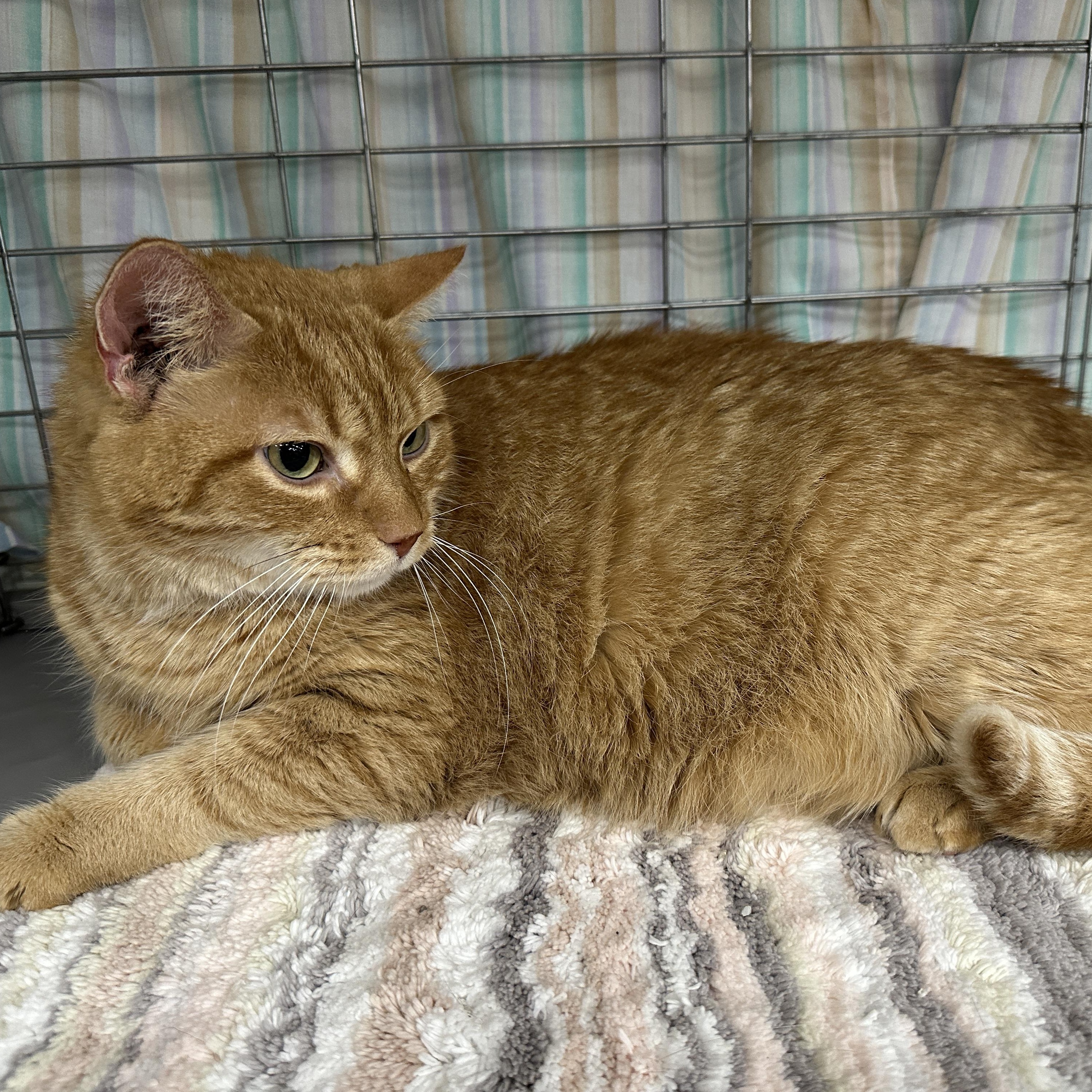 Enlarge Hamilton, a ADOPTABLE Tabby in Baltimore, MD image 2/5