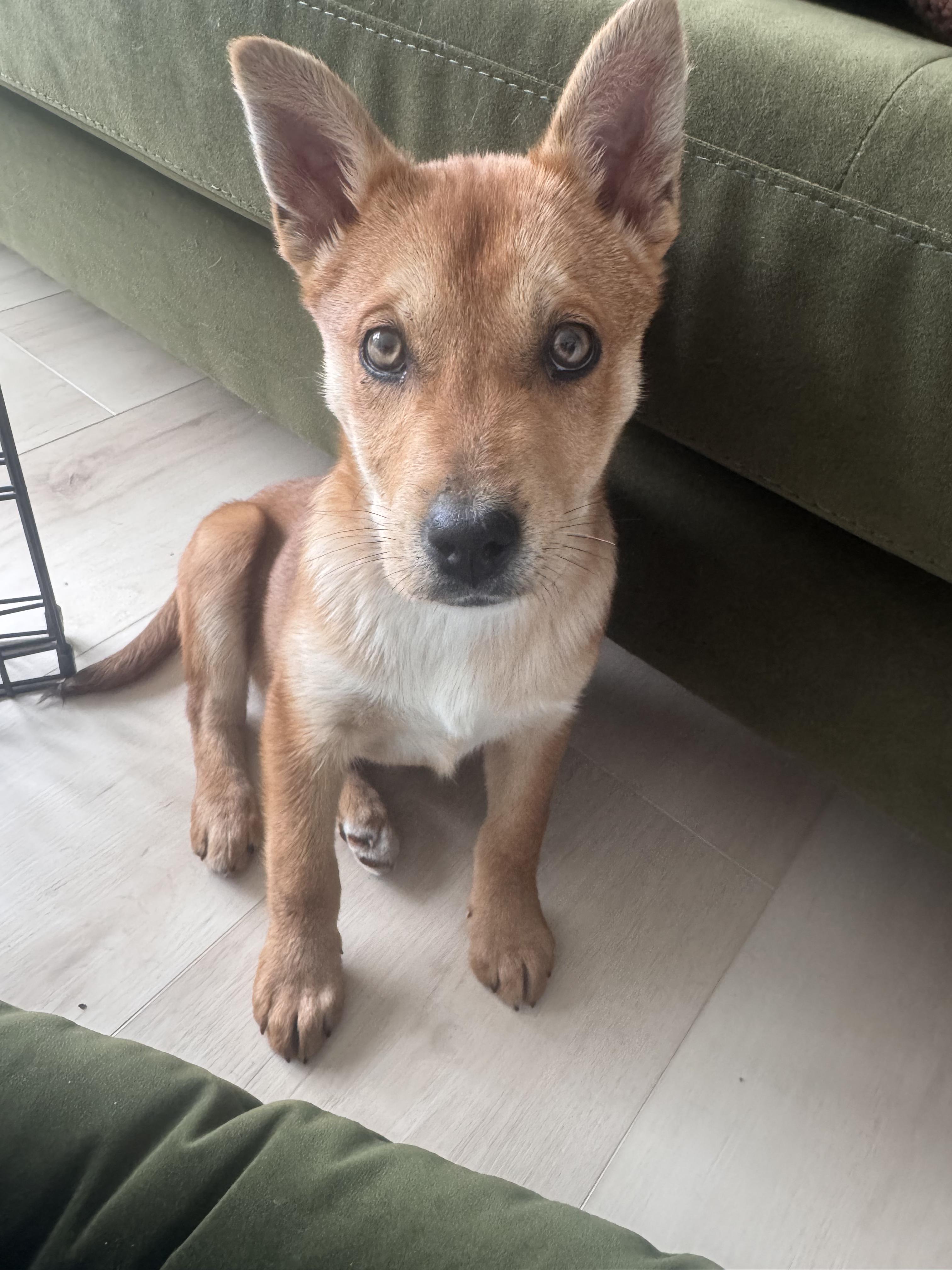 Enlarge Luna, a Adoptable mixed breed in Portland, OR image 5/6