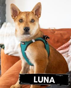 Enlarge Luna, a Adoptable mixed breed in Portland, OR image 3/6