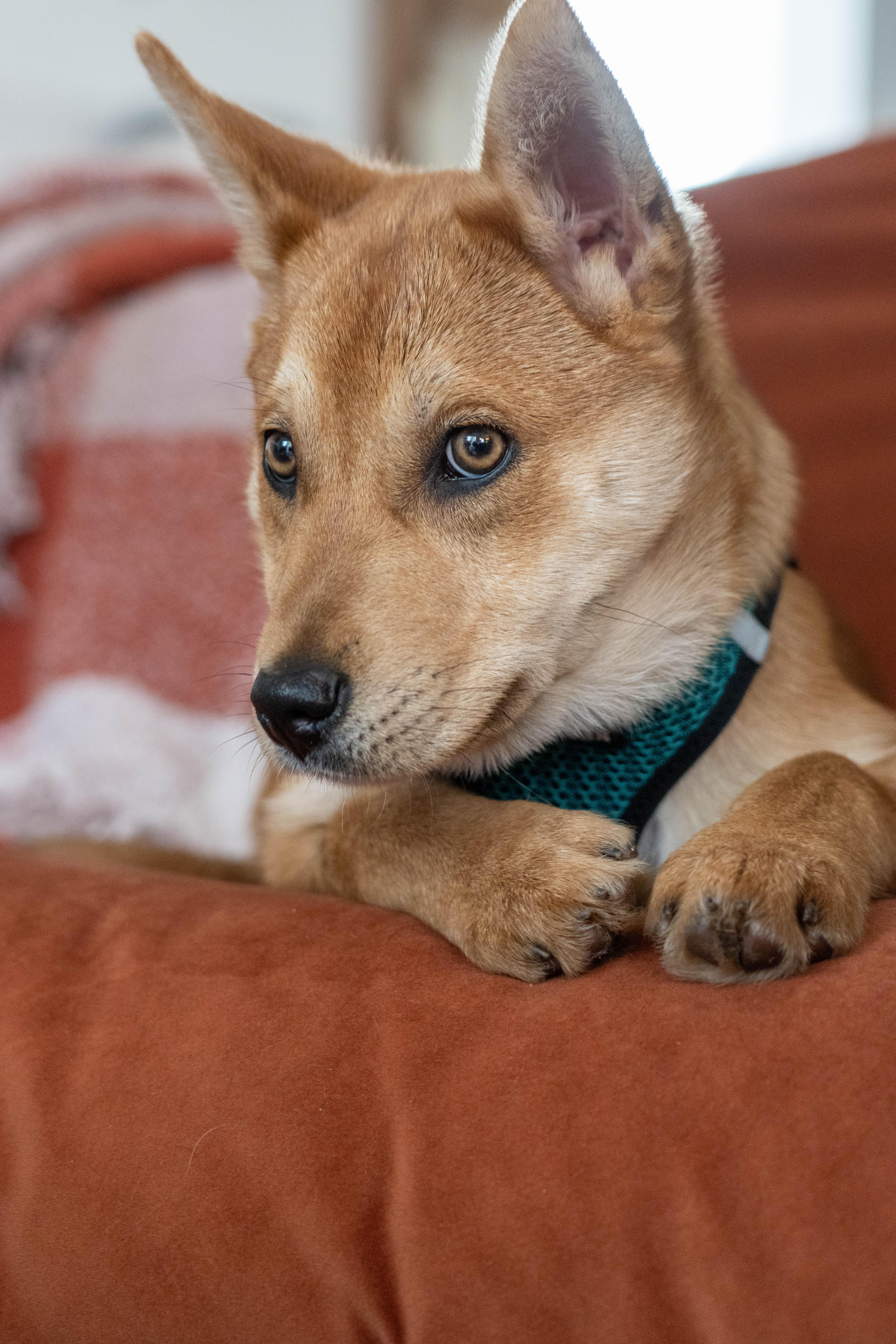 Enlarge Luna, a Adoptable mixed breed in Portland, OR image 4/6