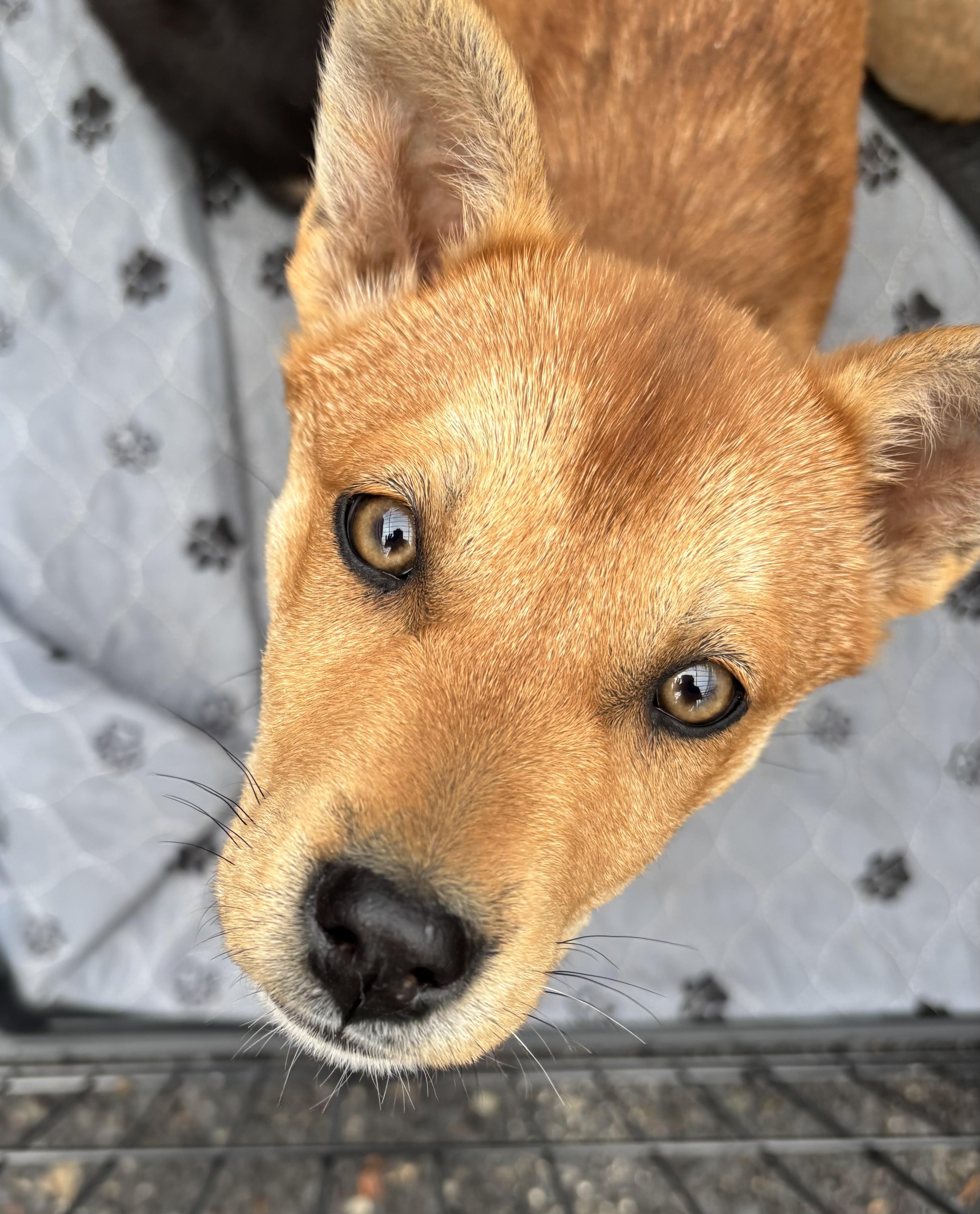 Enlarge Luna, a Adoptable mixed breed in Portland, OR image 1/6