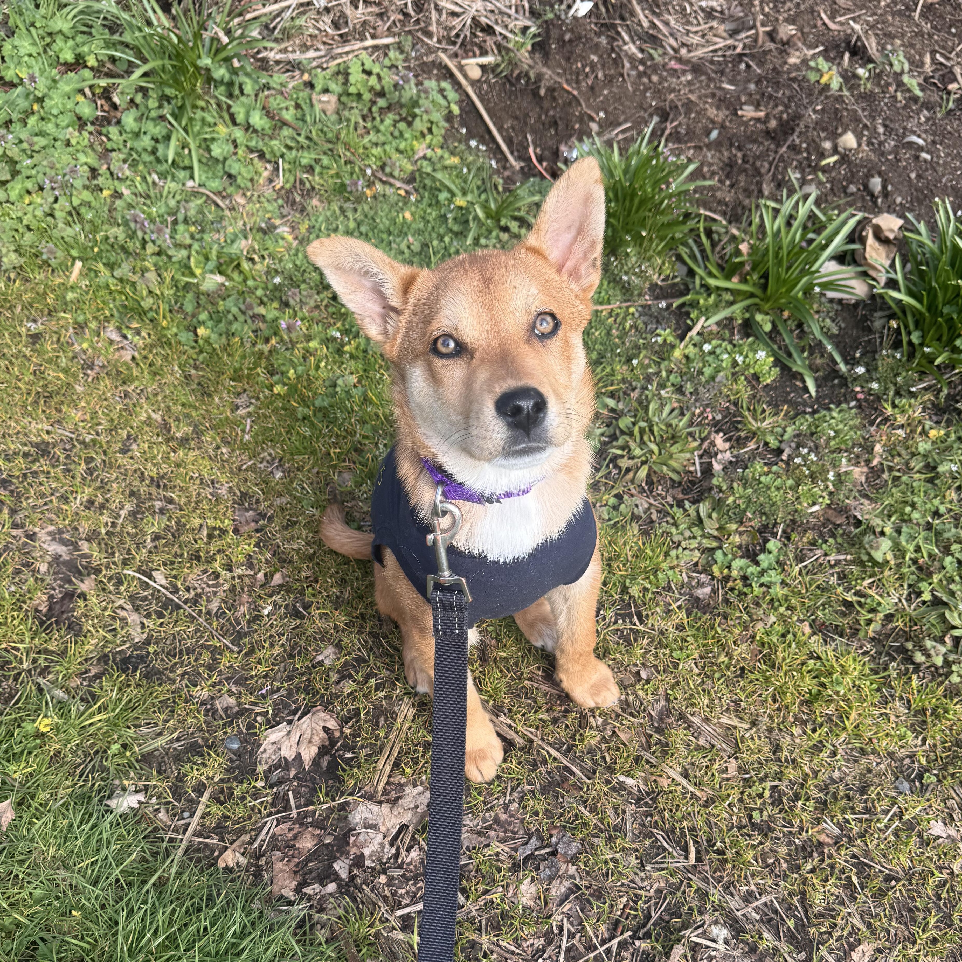 Enlarge Luna, a Adoptable mixed breed in Portland, OR image 2/6