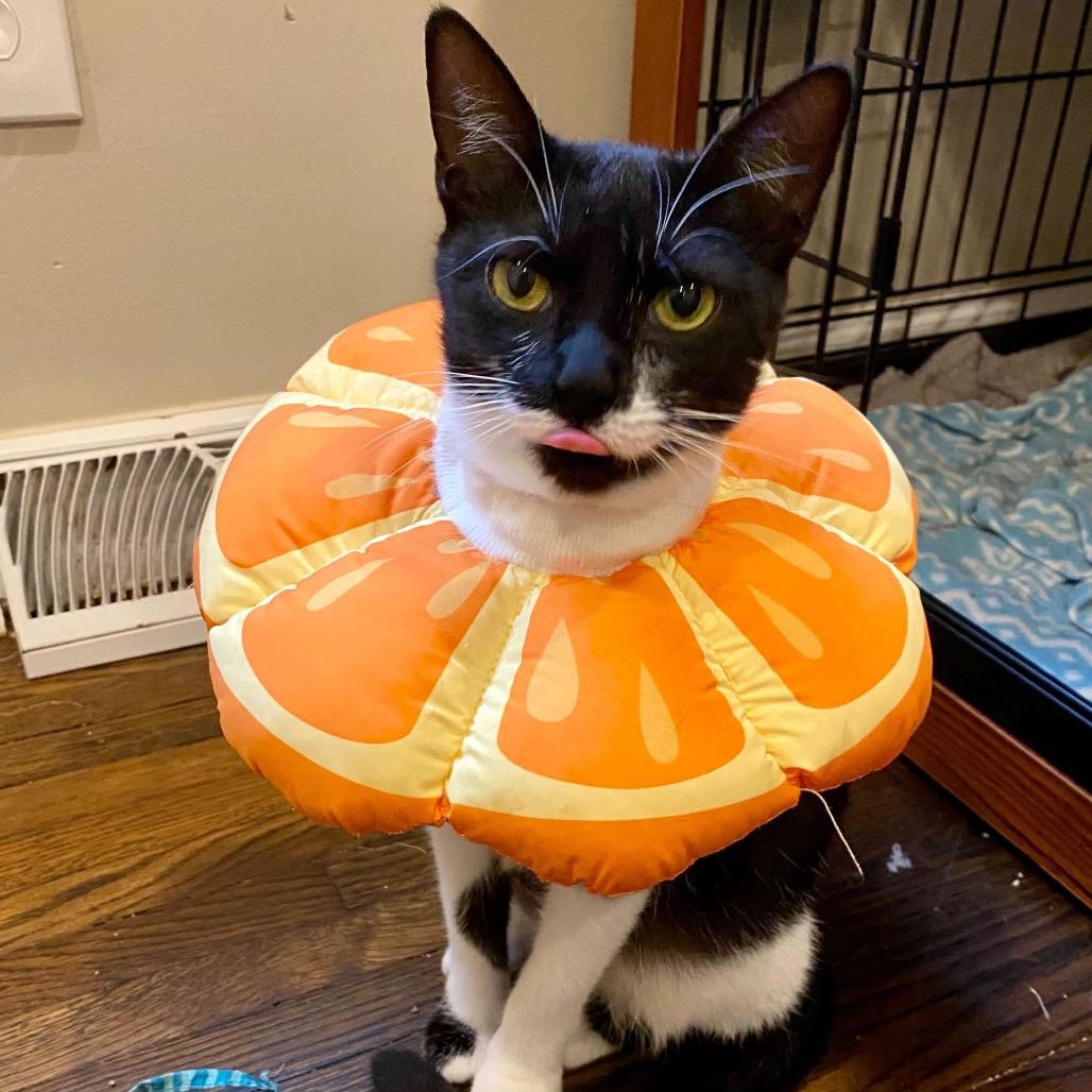 Sandy, a Adoptable Domestic Short Hair in Charlotte, NC image 1/6