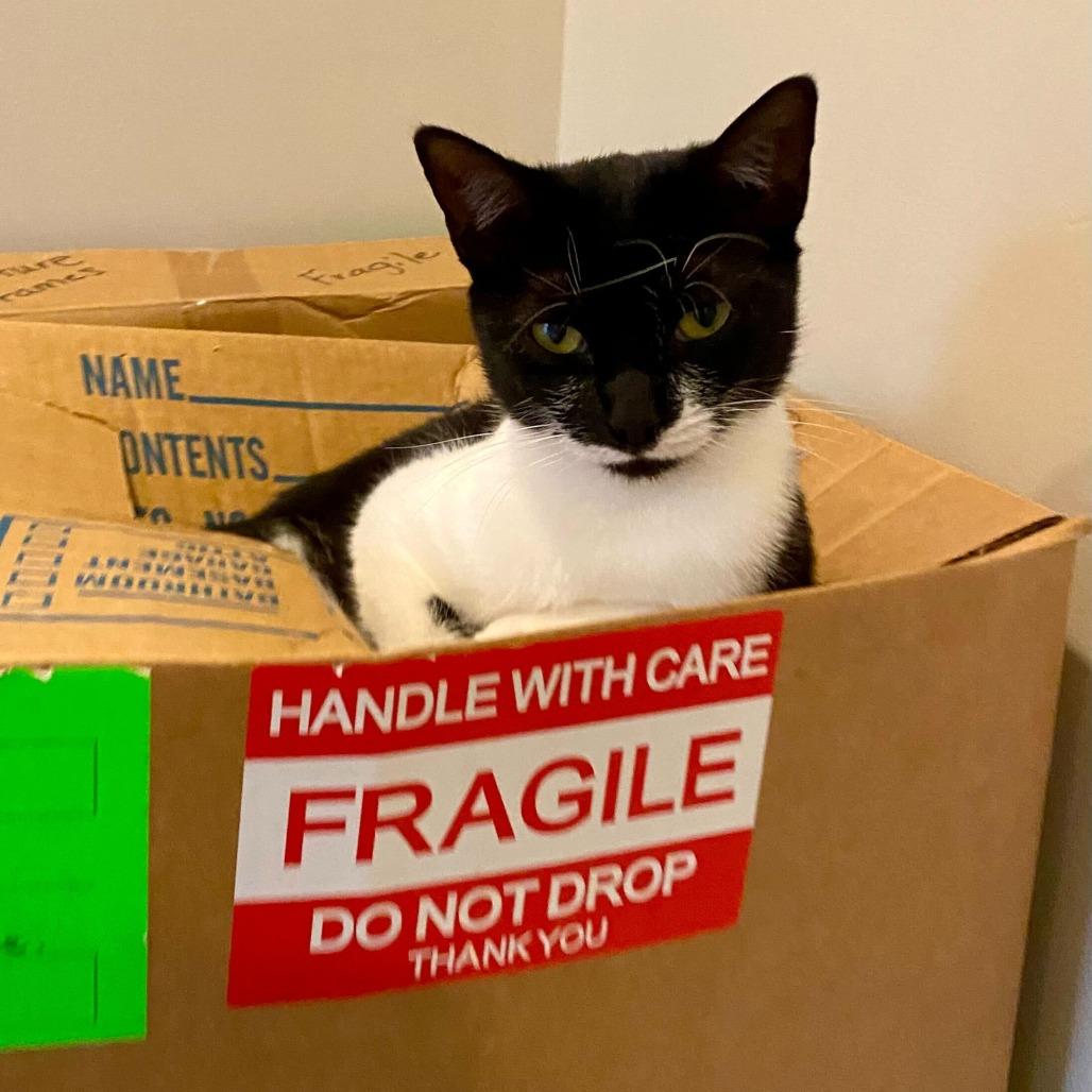 Sandy, a Adoptable Domestic Short Hair in Charlotte, NC image 2/6