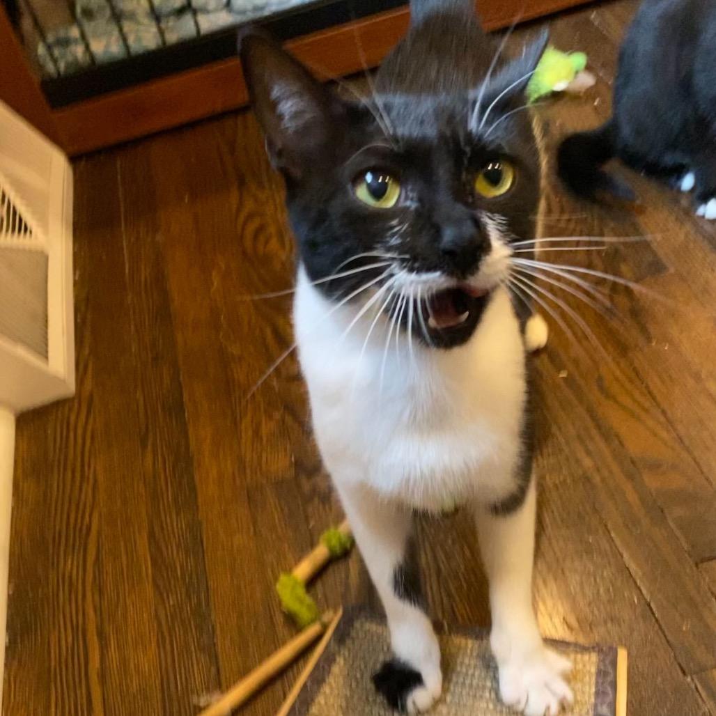 Sandy, a Adoptable Domestic Short Hair in Charlotte, NC image 3/6