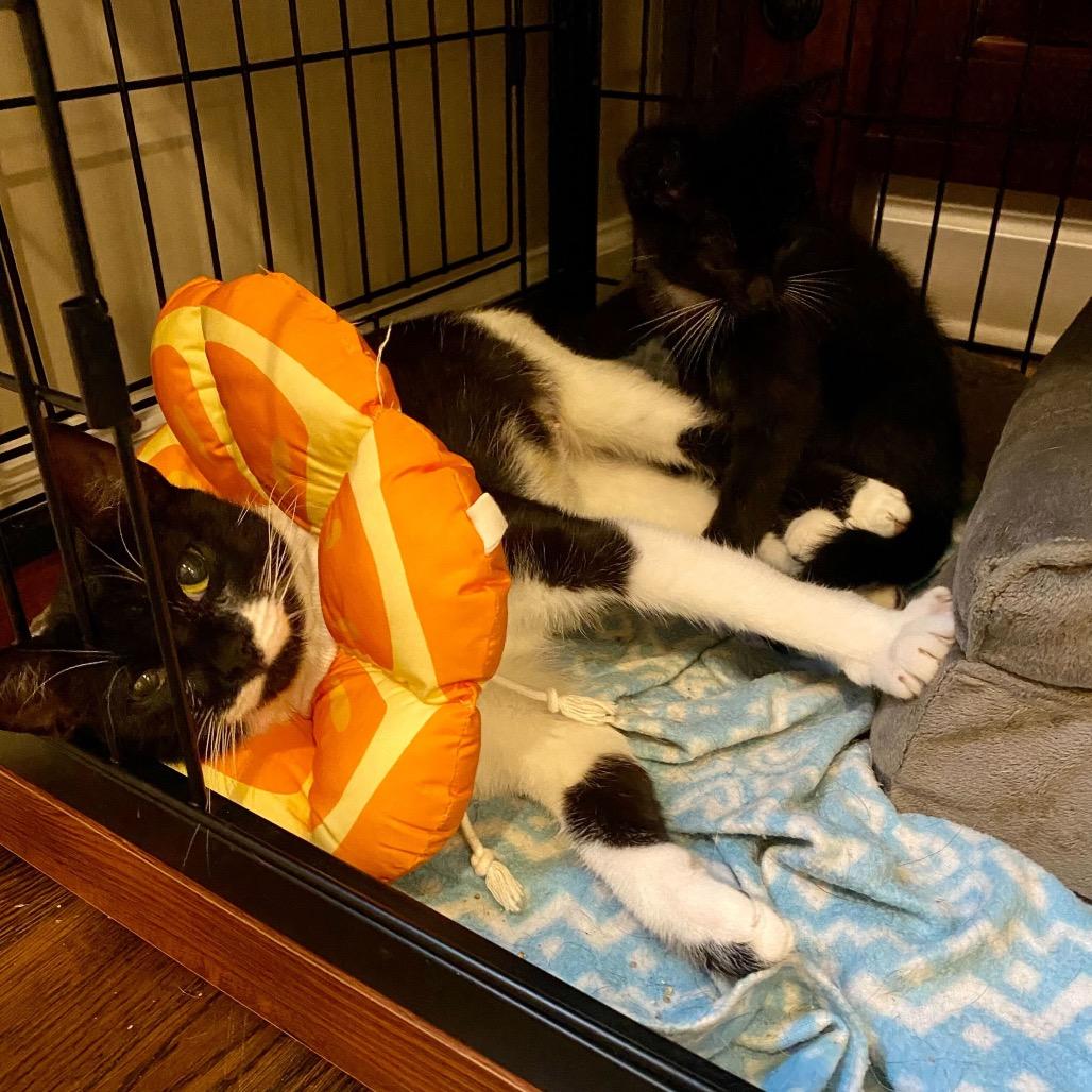 Sandy, a Adoptable Domestic Short Hair in Charlotte, NC image 4/6