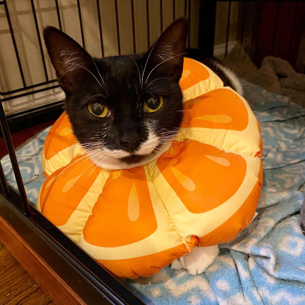 Sandy, a Adoptable Domestic Short Hair in Charlotte, NC image 5/6