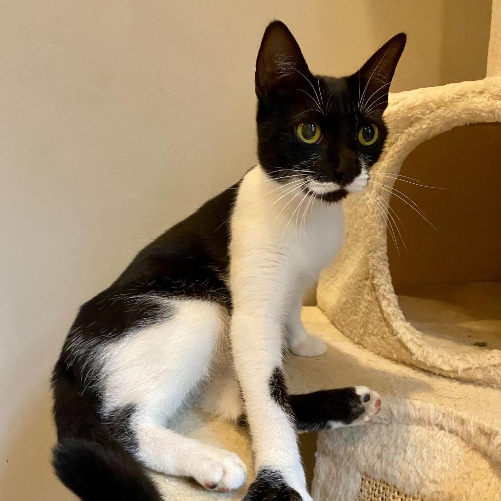 Sandy, a Adoptable Domestic Short Hair in Charlotte, NC image 6/6