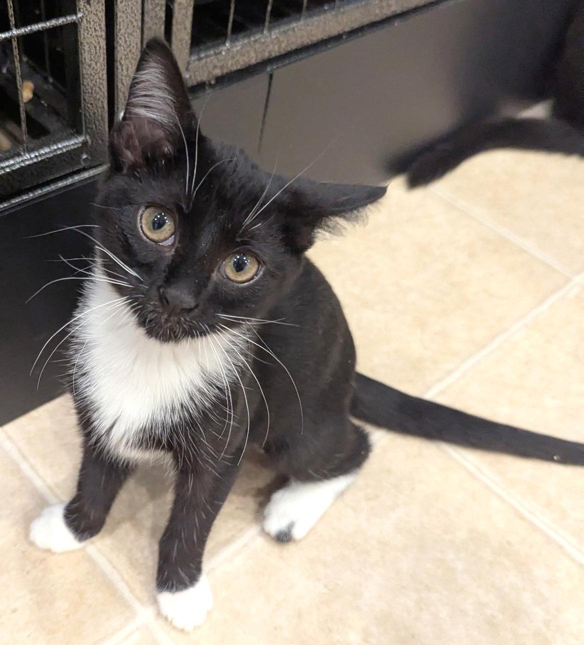 Channel, adopted, Kitten Female Tuxedo & American Shorthair.