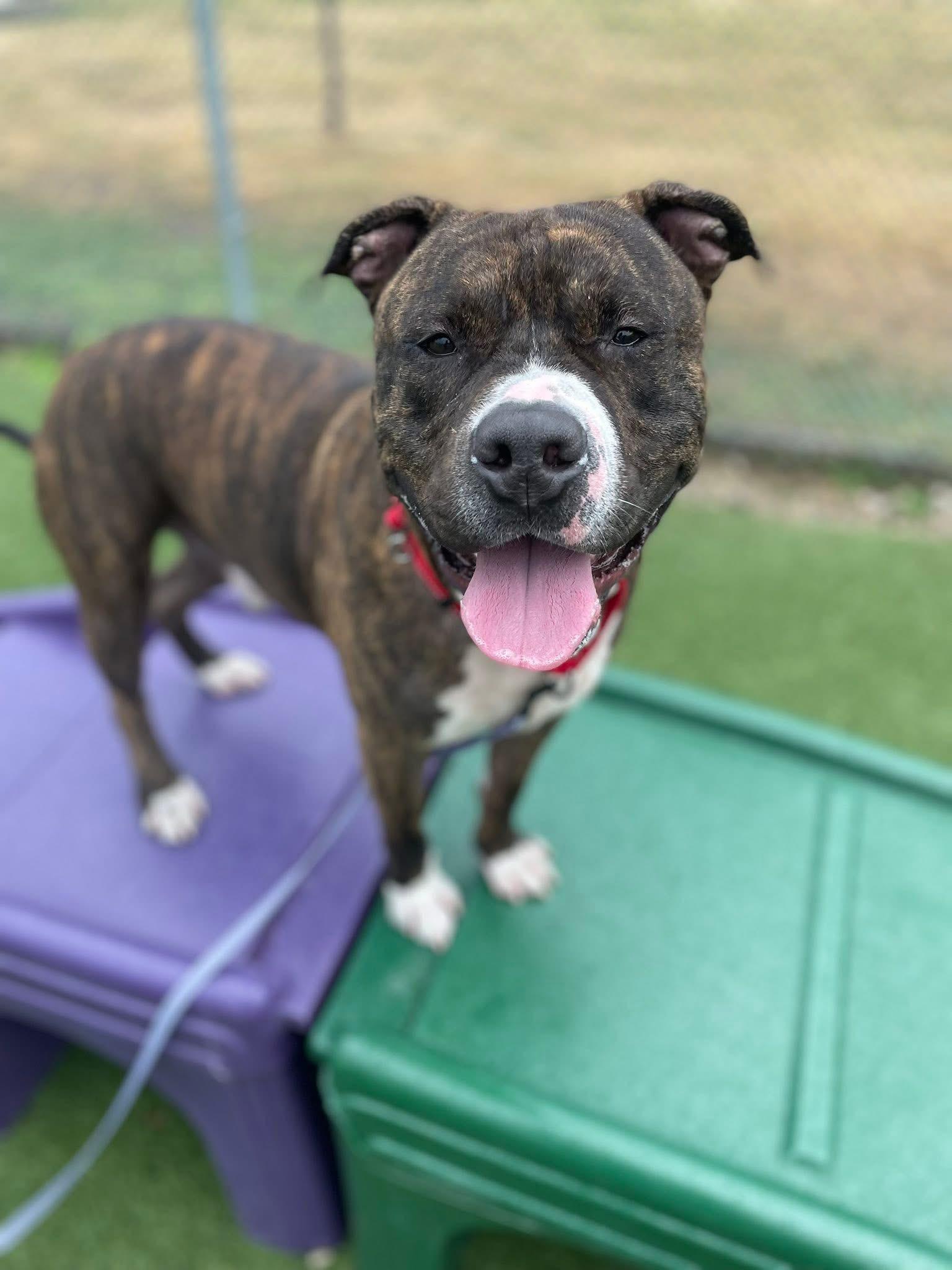 Dallas