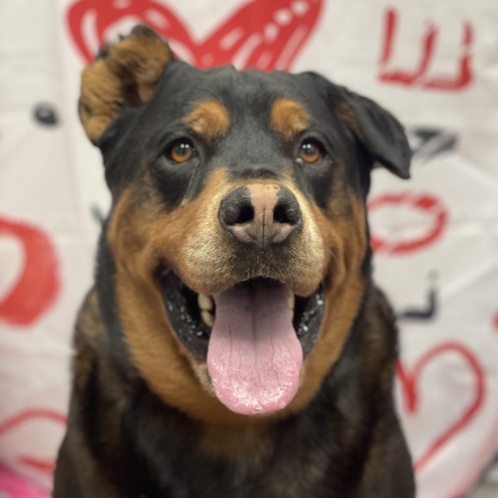 Red, Adoptable, Adult Male Rottweiler.
