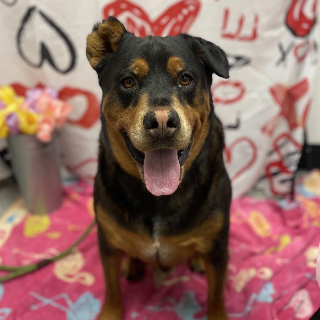 Red, a Adoptable Rottweiler in Henderson, NV image 2/5