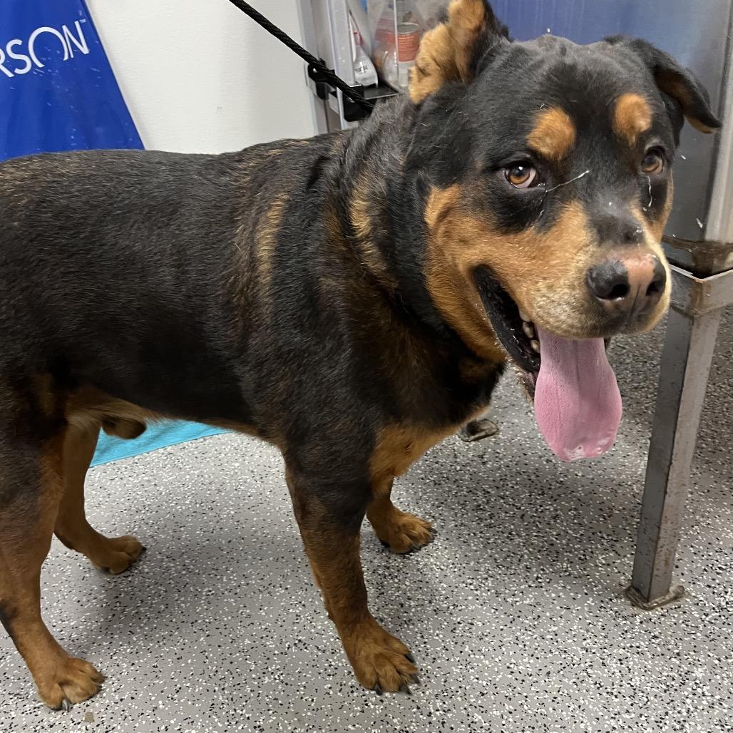 Red, a Adoptable Rottweiler in Henderson, NV image 3/5