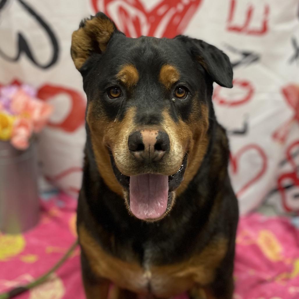 Red, a Adoptable Rottweiler in Henderson, NV image 4/5