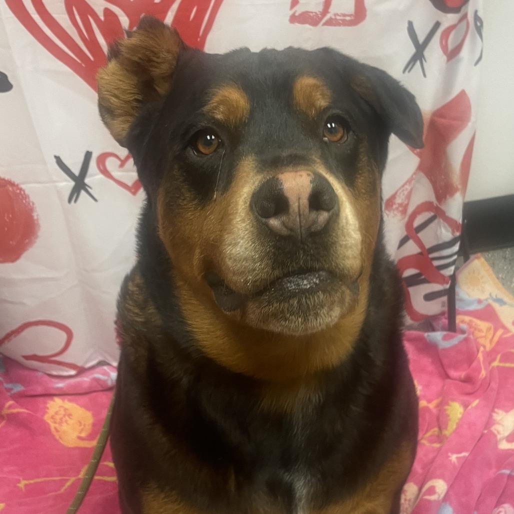 Red, a Adoptable Rottweiler in Henderson, NV image 5/5