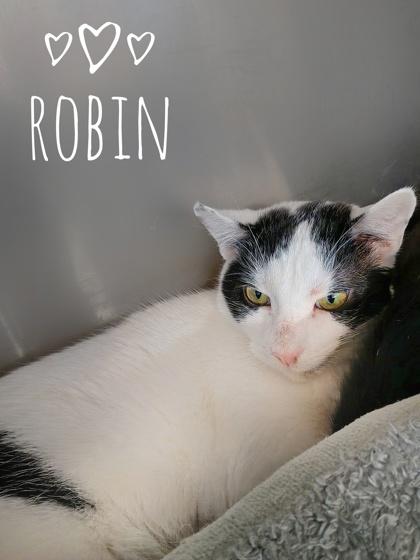 Robin, a Adoptable Domestic Short Hair in Rhinelander, WI image 2/2