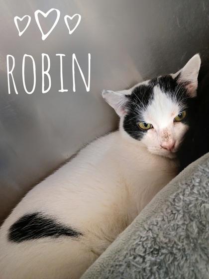 Enlarge Robin, a Adoptable Domestic Short Hair in Rhinelander, WI image 2/2