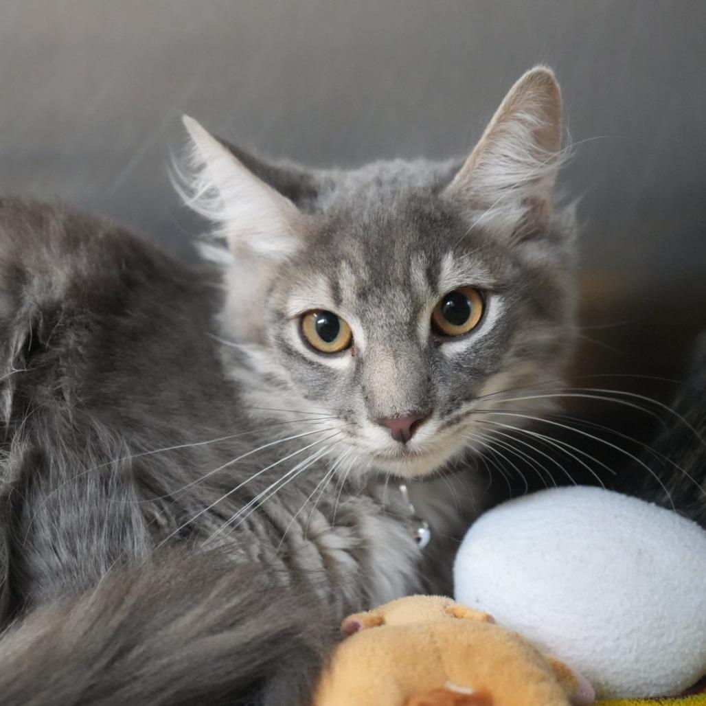 Enlarge George, a Adoptable Domestic Long Hair in Coachella, CA image 1/3