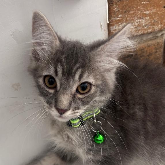 Enlarge George, a Adoptable Domestic Long Hair in Coachella, CA image 2/3