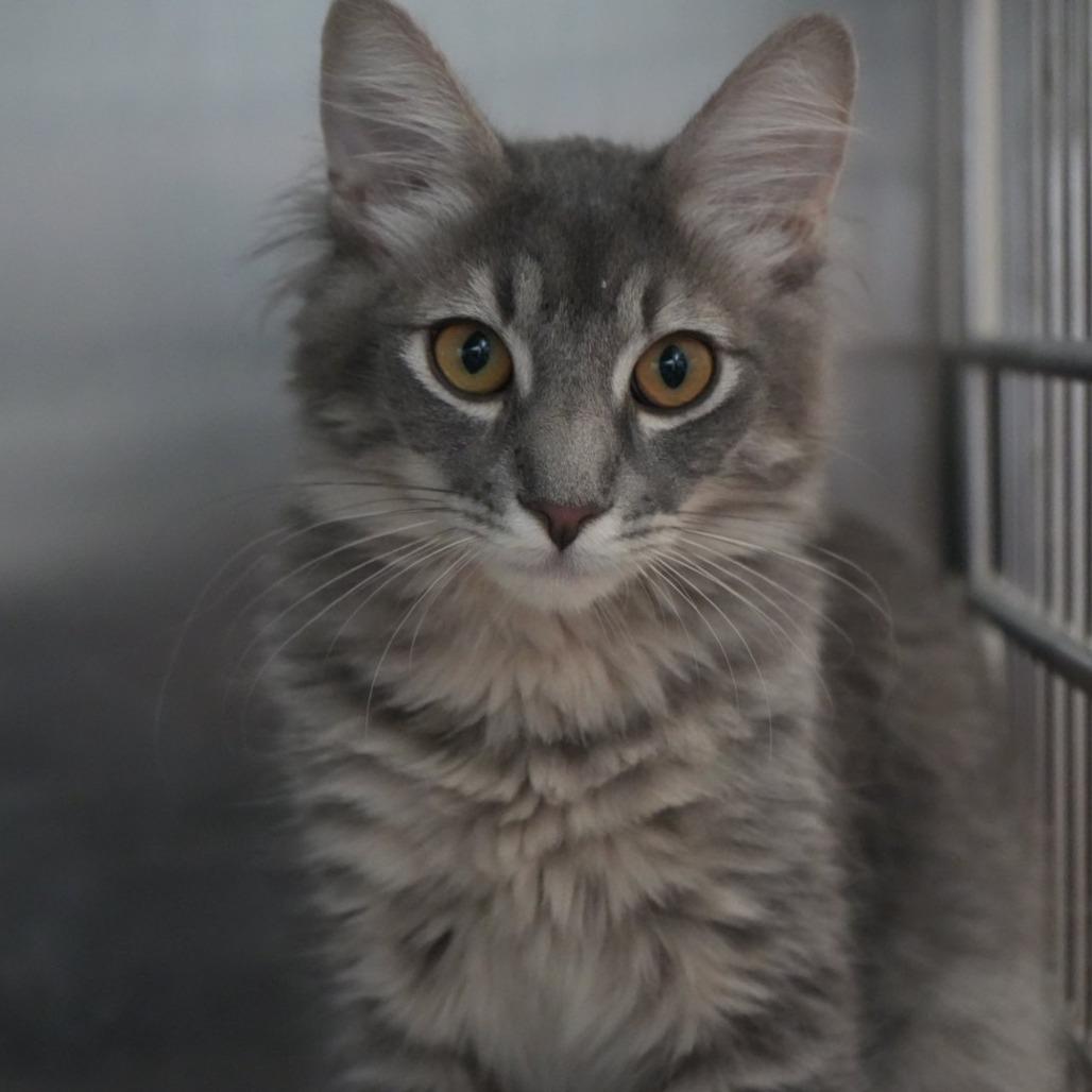 Enlarge George, a Adoptable Domestic Long Hair in Coachella, CA image 3/3