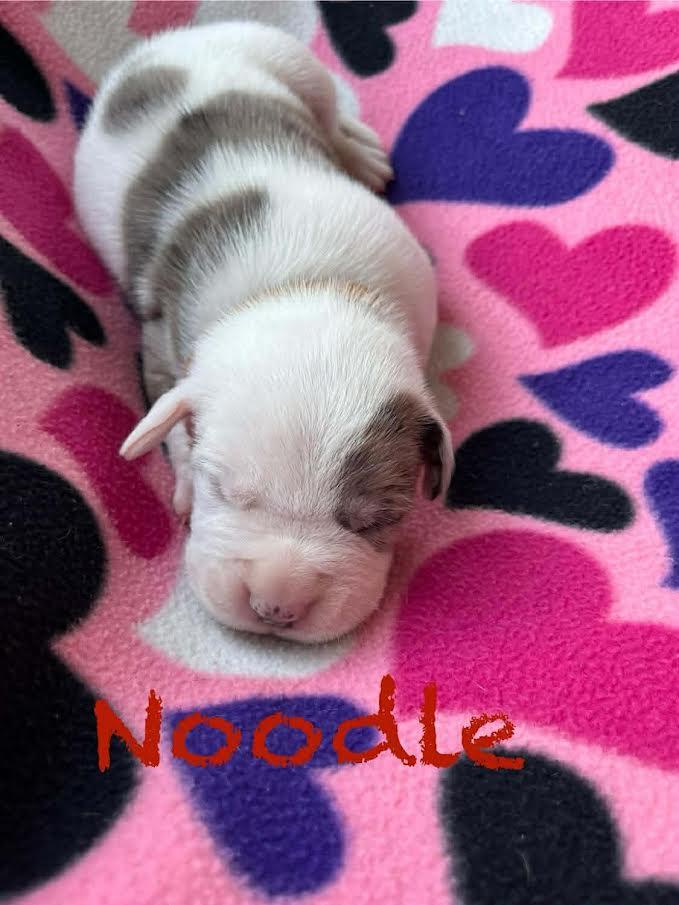 Noodle, Adoptable, Puppy Male Great Dane & Pit Bull Terrier.
