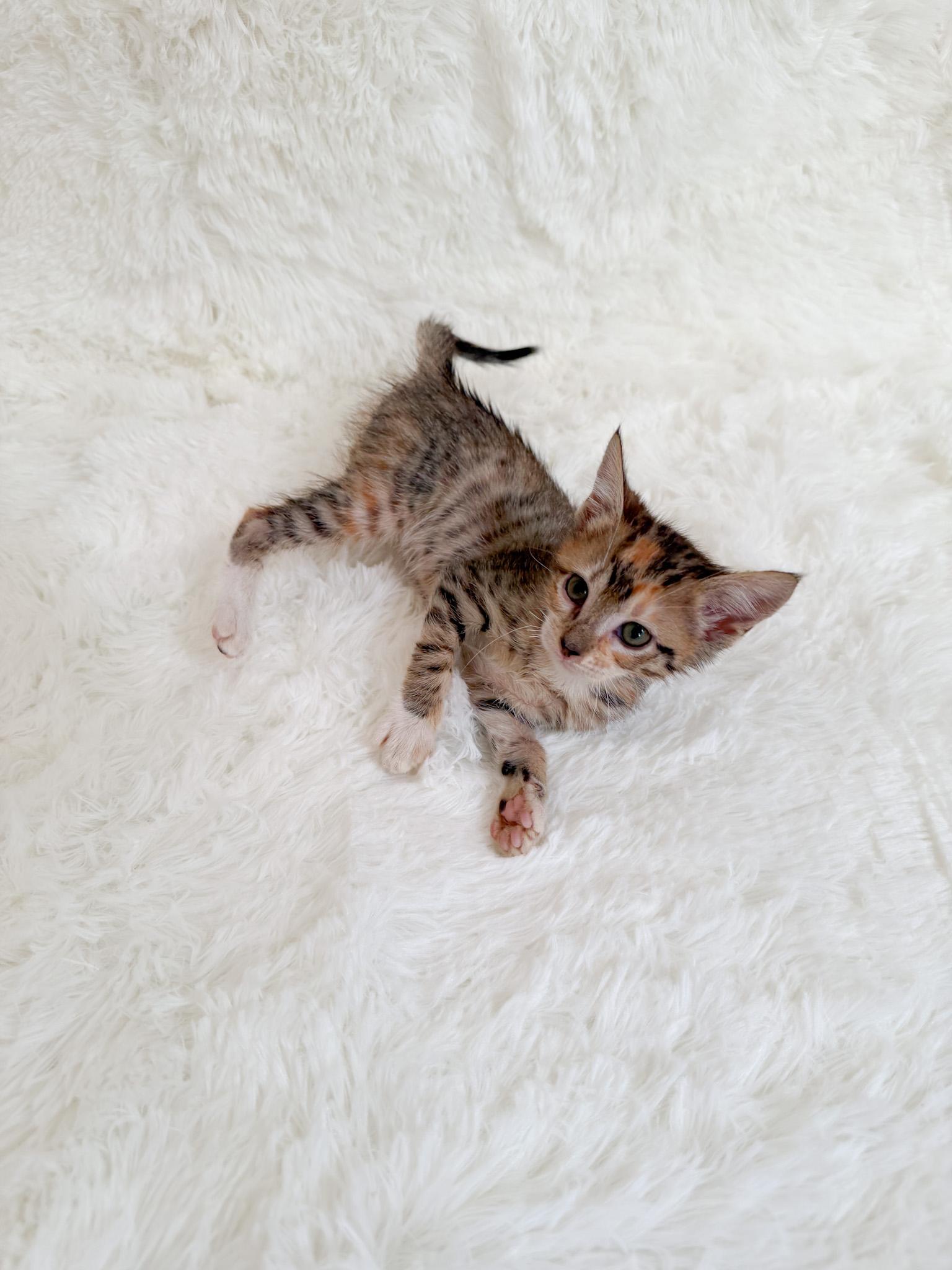 Enlarge Frizzle, a Adoptable Torbie in New Orleans, LA image 1/1