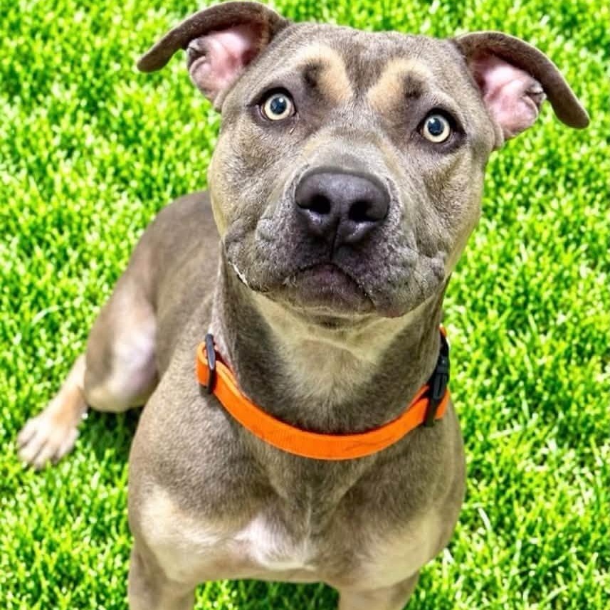 Kai, Adopted, Young Male Terrier.