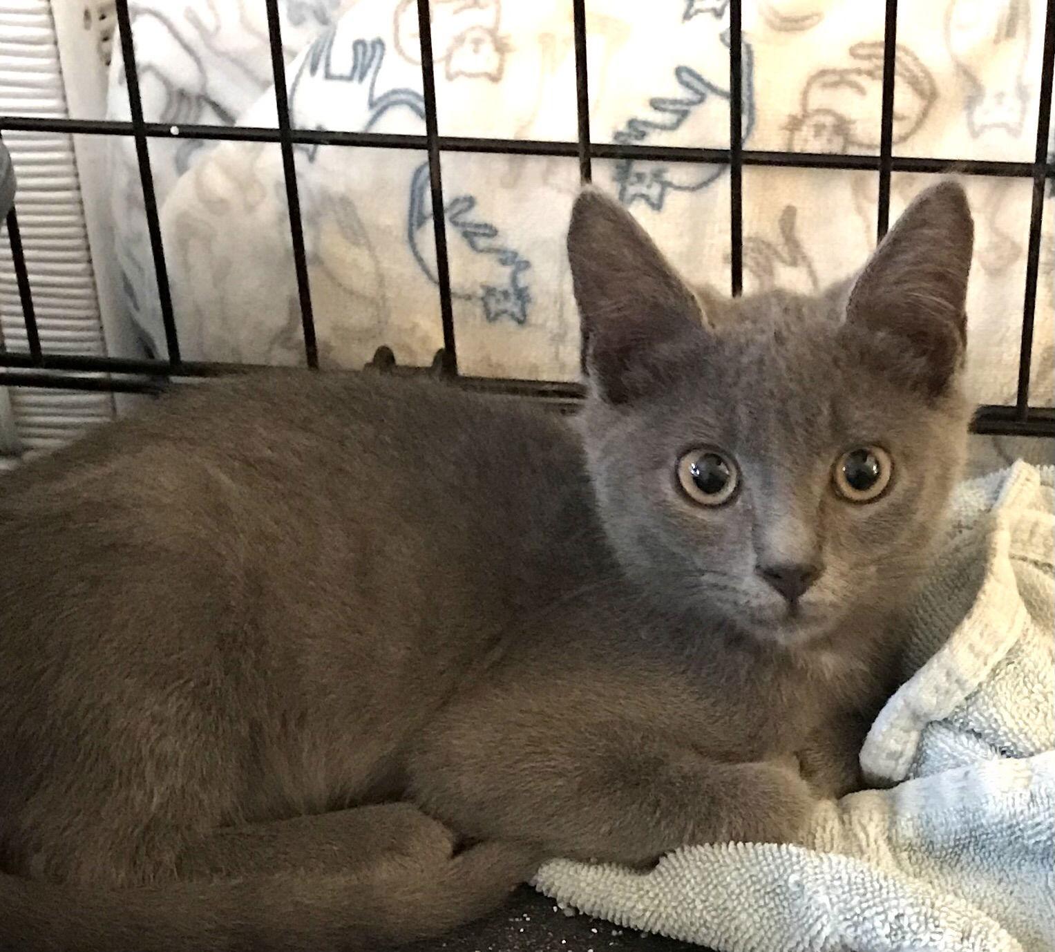Enlarge Taryn: Visit at Lynchburg PetSmart, a Adopted Domestic Short Hair in Rustburg, VA image 1/3