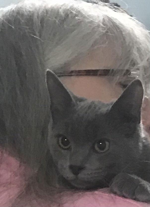 Enlarge Taryn: Visit at Lynchburg PetSmart, a Adopted Domestic Short Hair in Rustburg, VA image 2/3