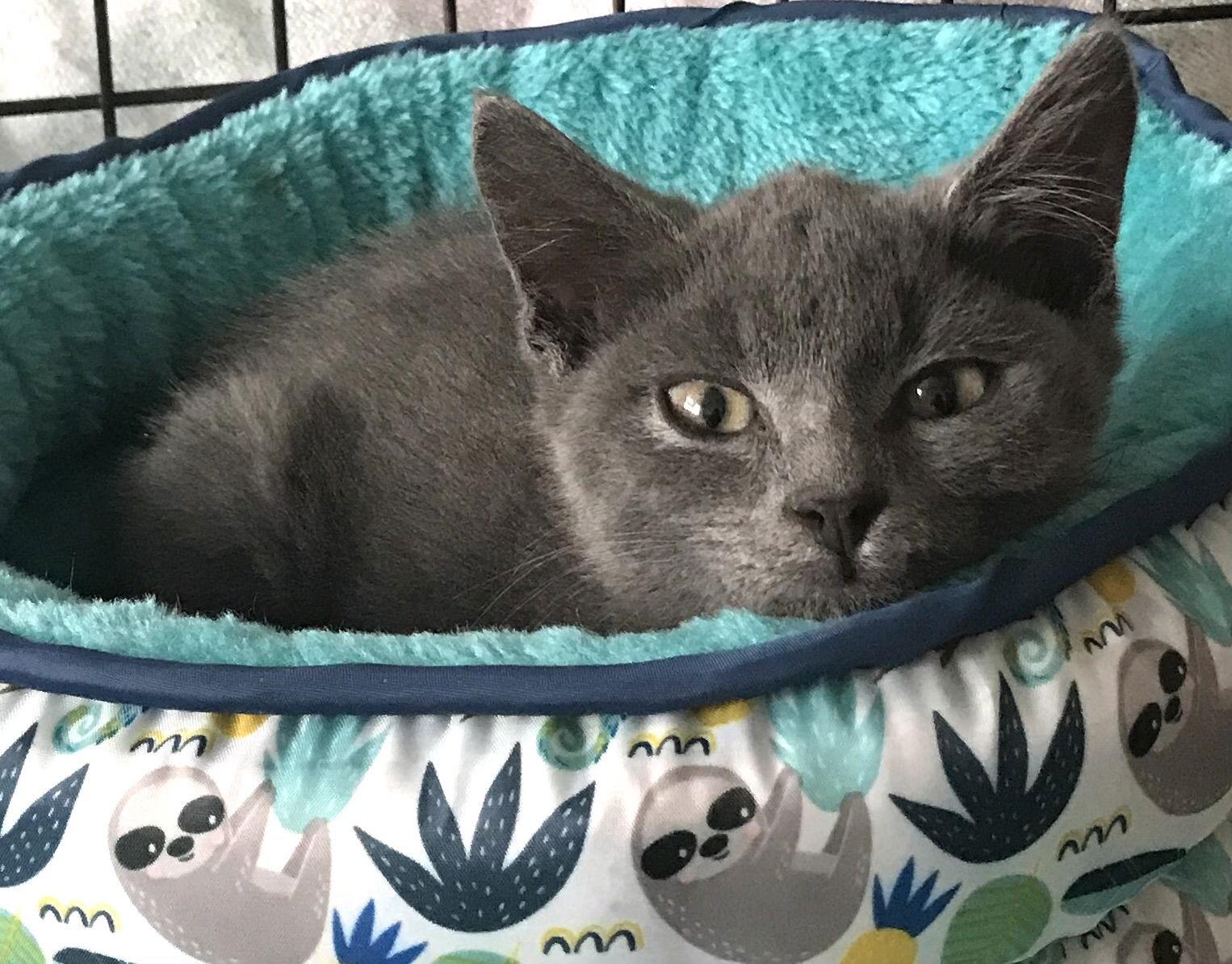 Enlarge Taryn: Visit at Lynchburg PetSmart, a Adopted Domestic Short Hair in Rustburg, VA image 3/3