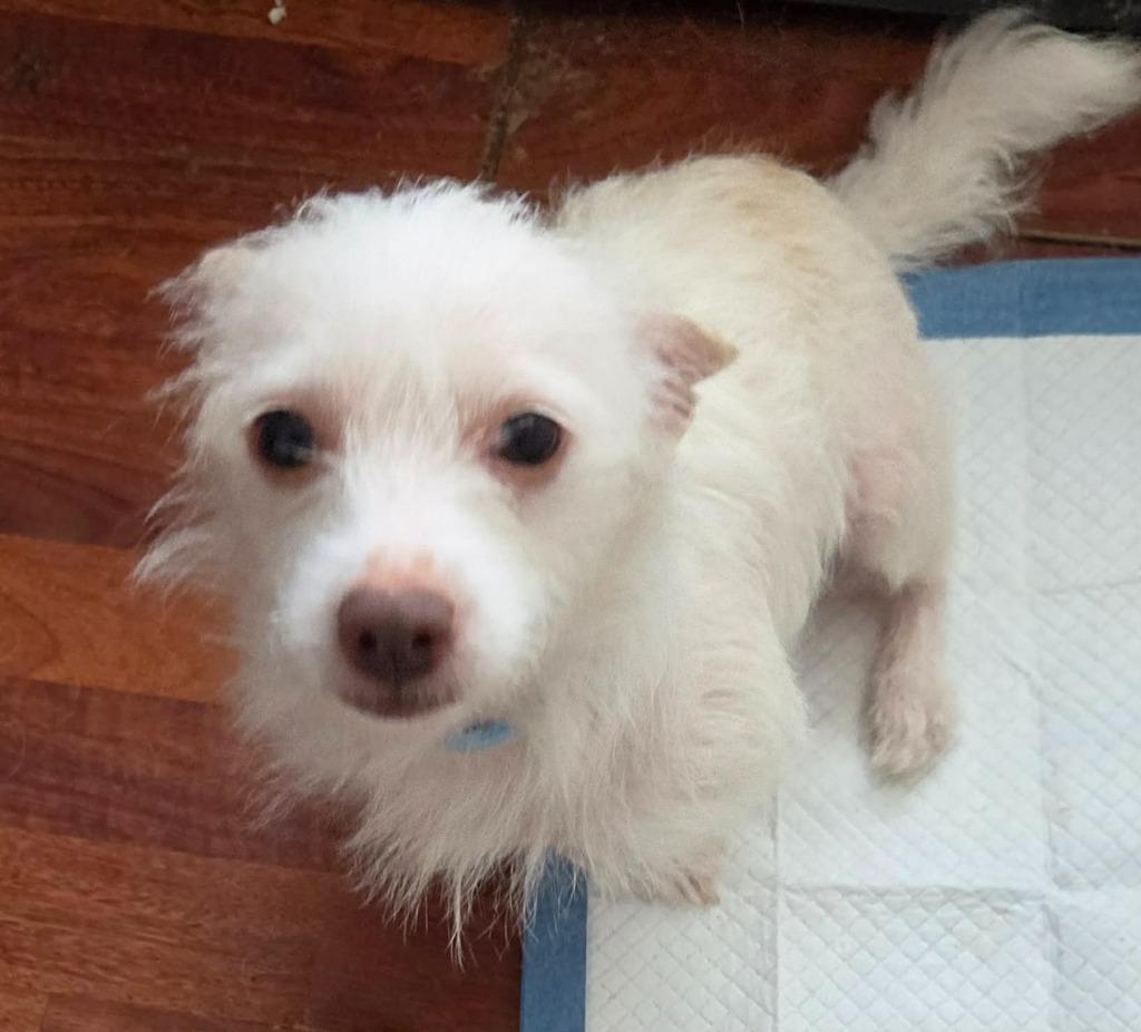 Little Mama, Adoptable, Young Female Rat Terrier & Chihuahua.